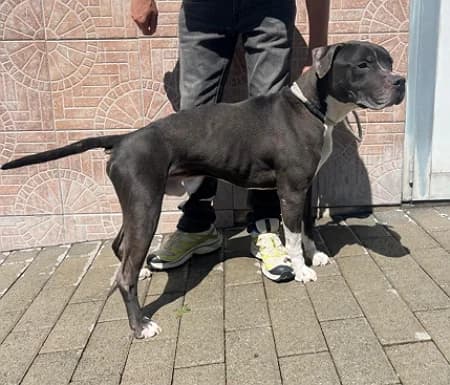 Flaco, female senior Mixed Breed for adoption at Lega del Cane Milano