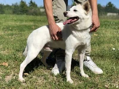 Fox, male senior Mixed Breed for adoption at Lega del Cane Milano