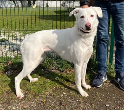 Genna, Mixed Breed (Lega del Cane Milano)