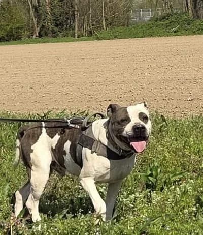 Gucci, Mixed Breed (Lega del Cane Milano)