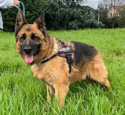 Ibra, male senior Mixed Breed for adoption at Lega del Cane Milano