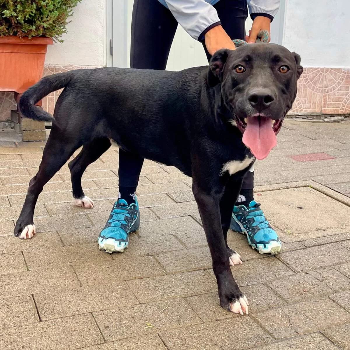 Jigen, male Mixed Breed for adoption at Lega del Cane Milano