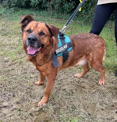 Jonas, Mixed Breed (Lega del Cane Milano)