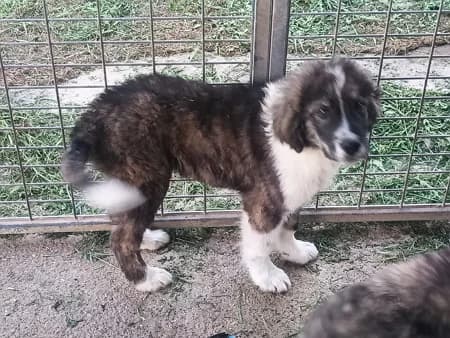 Karim, Mixed Breed (Lega del Cane Milano)