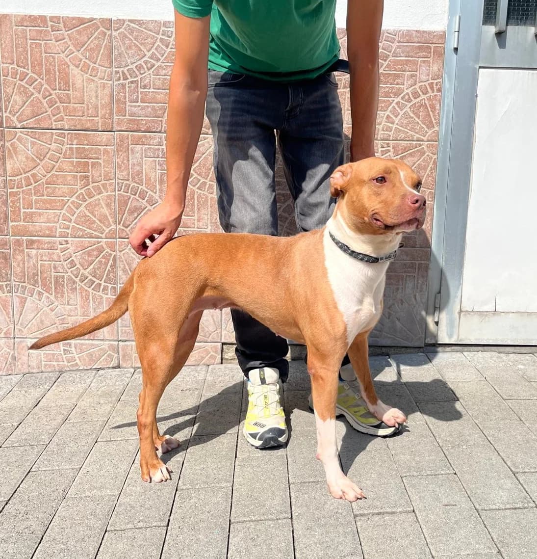 Kira, Mixed Breed (Lega del Cane Milano)