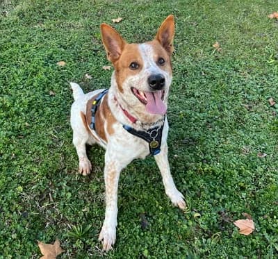 Kun, male senior Mixed Breed for adoption at Lega del Cane Milano