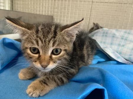 Leo, male puppy Mixed Breed for adoption at Lega del Cane Milano