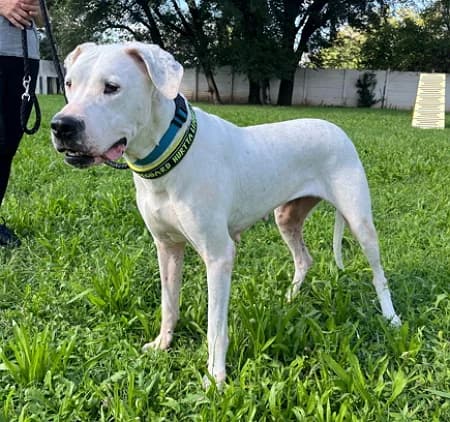 Lola, Mixed Breed (Lega del Cane Milano)