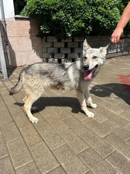 Lucky, male Mixed Breed for adoption at Lega del Cane Milano