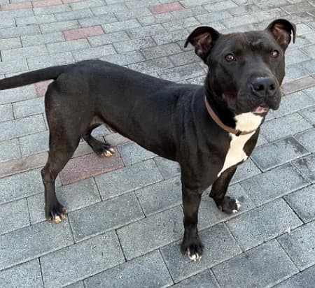 Max, Mixed Breed (Lega del Cane Milano)