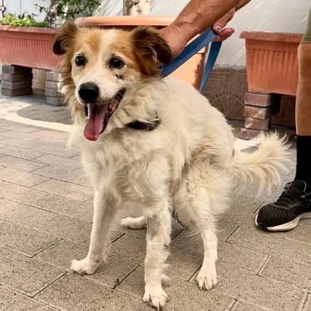 Max, male senior Mixed Breed for adoption at Lega del Cane Milano