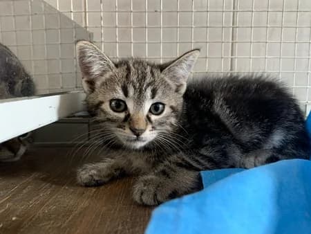 Mia, female puppy Mixed Breed for adoption at Lega del Cane Milano