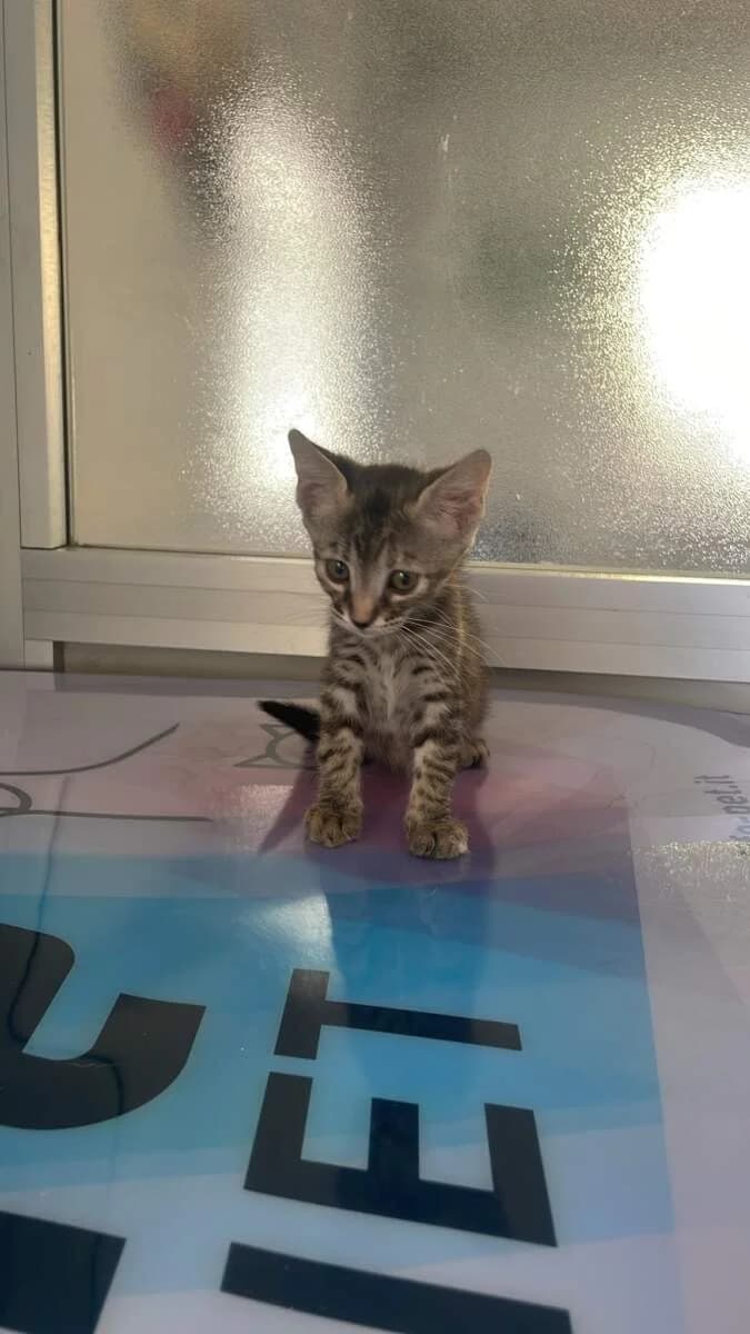 Milu’, female puppy Mixed Breed for adoption at Lega del Cane Milano