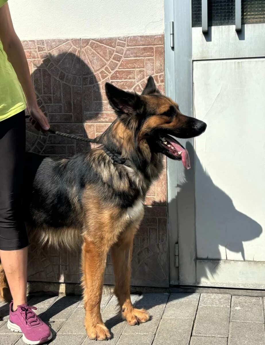 Neo, male Mixed Breed for adoption at Lega del Cane Milano