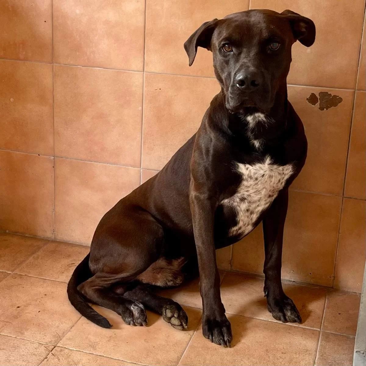 Nigel, male 3yo Mixed Breed for adoption at Lega del Cane Milano