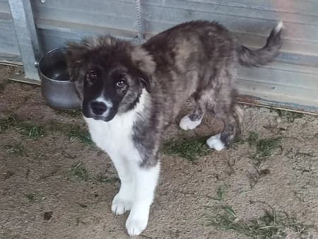 Noor, Mixed Breed (Lega del Cane Milano)