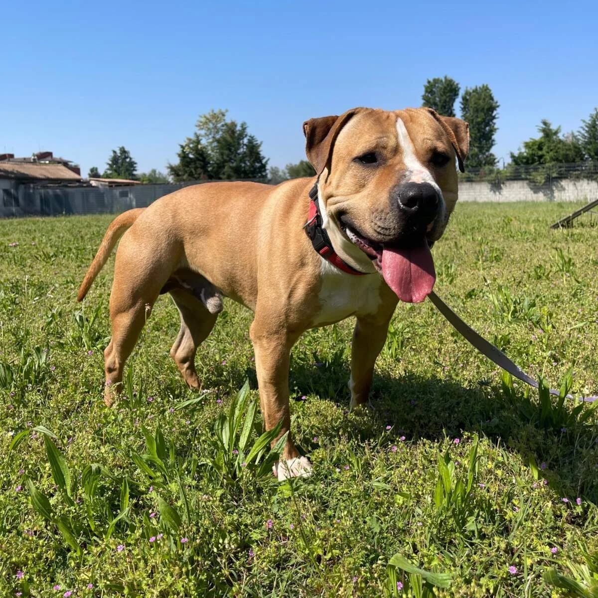 Pablo, Mixed Breed (Lega del Cane Milano)