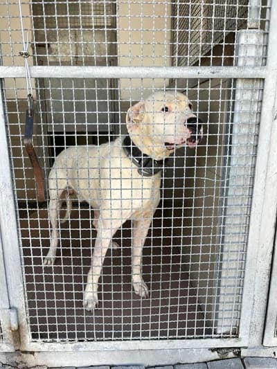 Paco, male 5yo Mixed Breed for adoption at Lega del Cane Milano