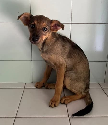 Penny, female puppy Mixed Breed for adoption at Lega del Cane Milano
