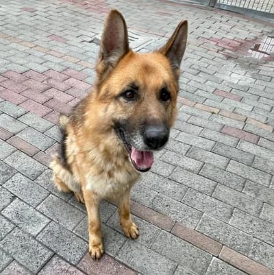 Ramos, Mixed Breed (Lega del Cane Milano)