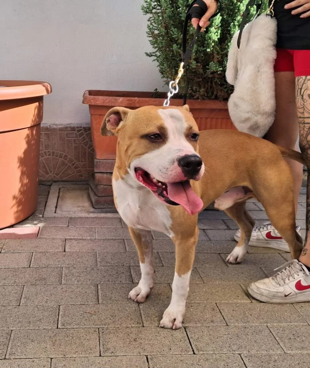Rex, male 5yo Mixed Breed for adoption at Lega del Cane Milano