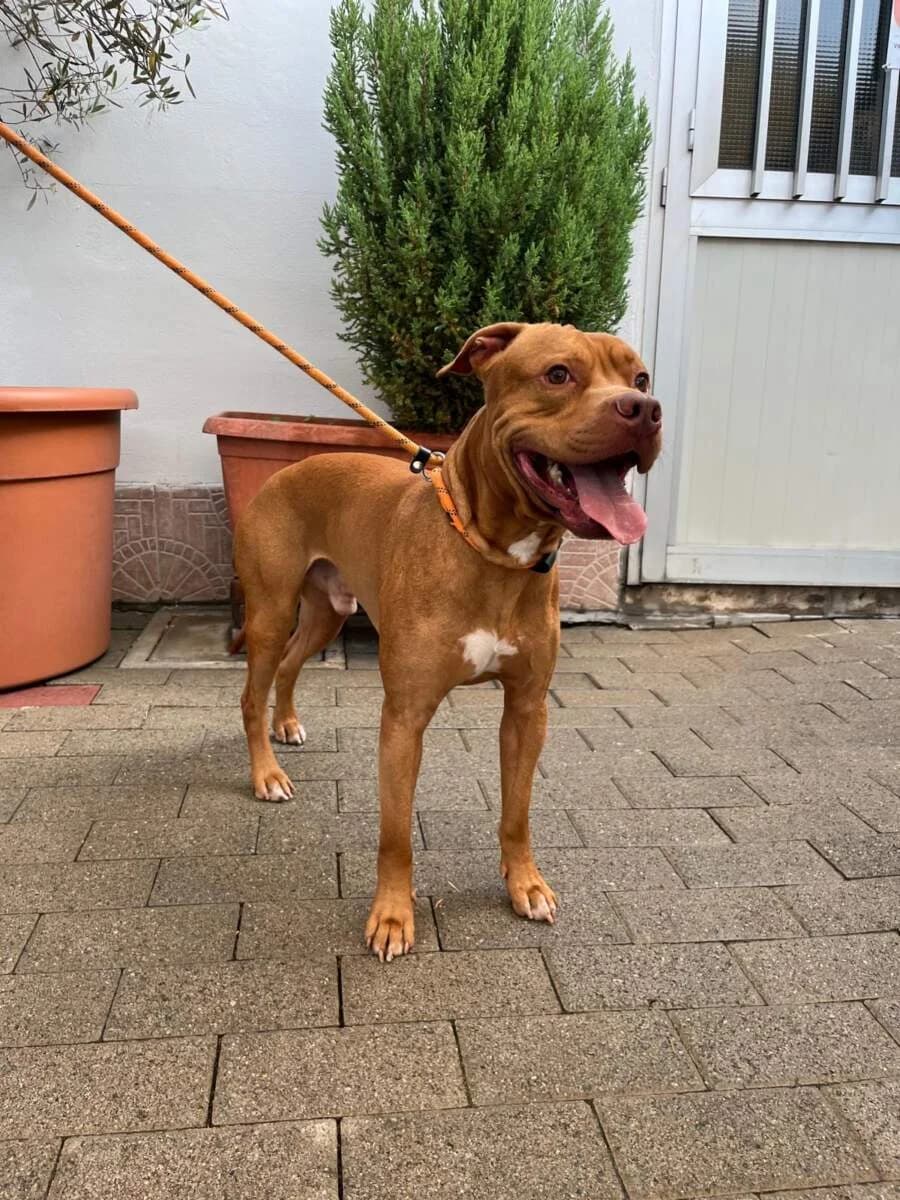 Rocky, Mixed Breed (Lega del Cane Milano)