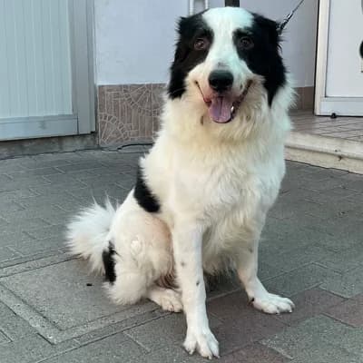 Simba, male 5yo Mixed Breed for adoption at Lega del Cane Milano