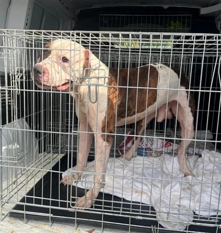Vane, male Mixed Breed for adoption at Lega del Cane Milano