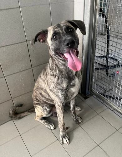 Vito, male young Mixed Breed for adoption at Lega del Cane Milano
