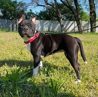 Zara, Mixed Breed (Lega del Cane Milano)