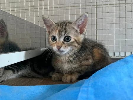 Zoe, female puppy Mixed Breed for adoption at Lega del Cane Milano