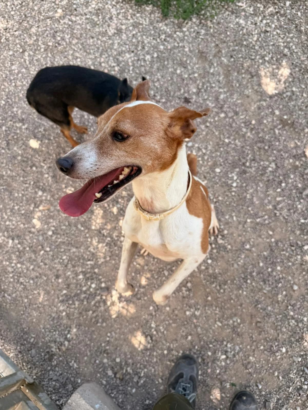 AMIAS, male 4yo Mixed Breed for adoption at Canile di Trento