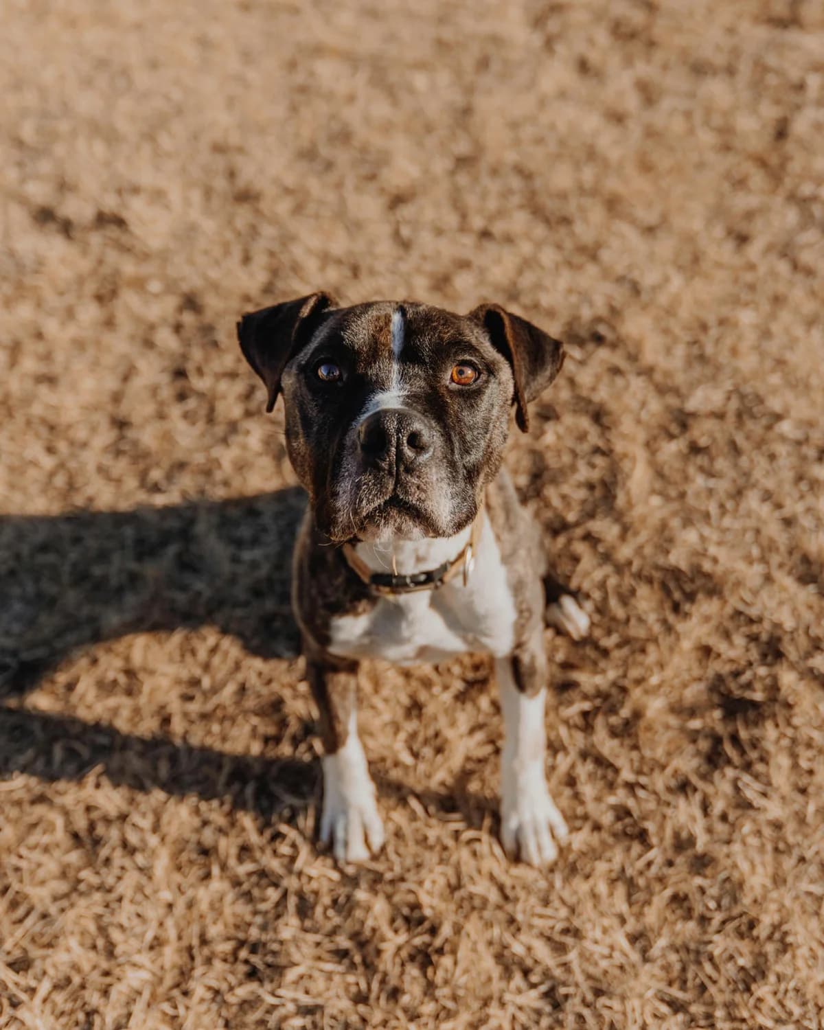 ARES PIT,  senior Mixed Breed for adoption at Canile di Trento