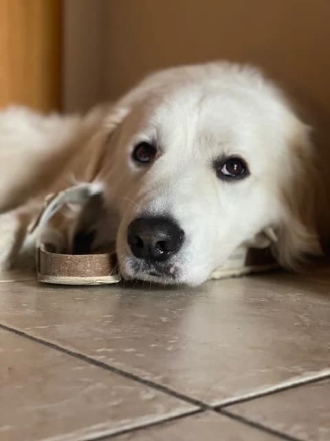 ARON IN CESSIONE,  7yo mixed breed for adoption at Canile di Trento
