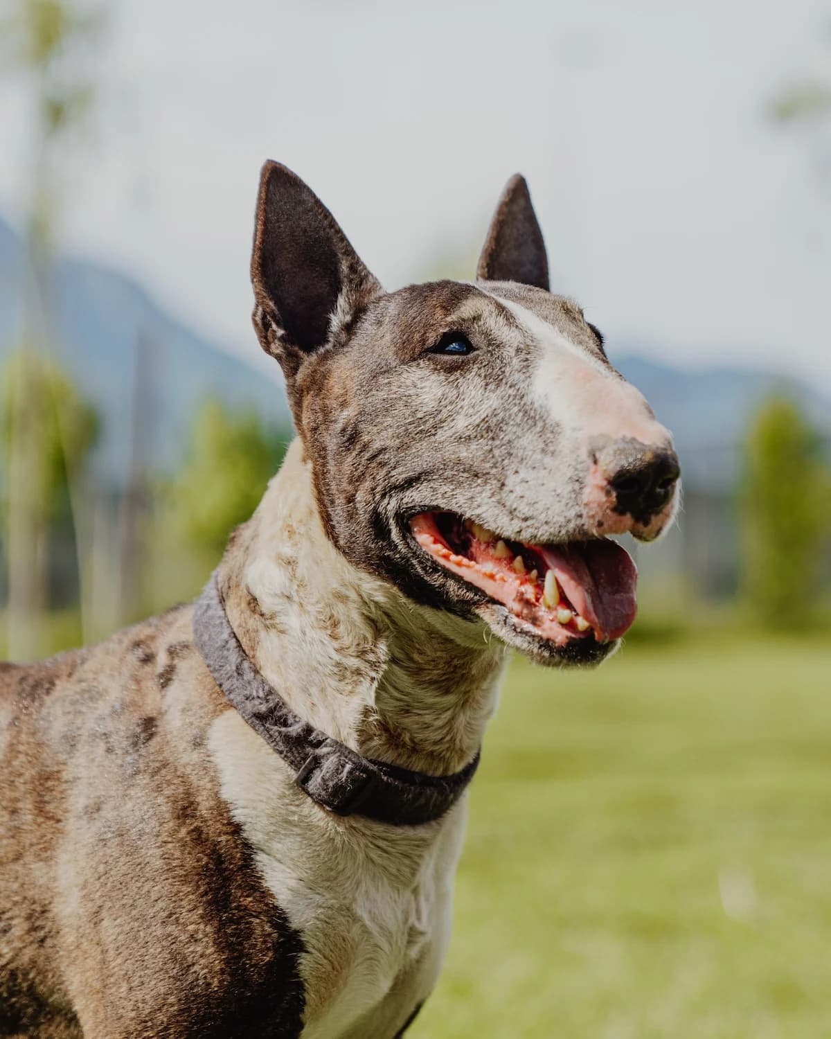 ASLAN,  senior Bull Terrier for adoption at Canile di Trento