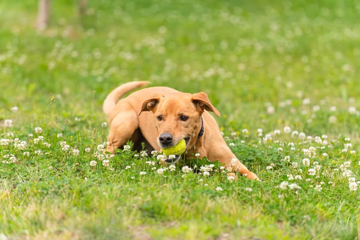 AXEL, male senior Mixed Breed for adoption at Canile di Trento