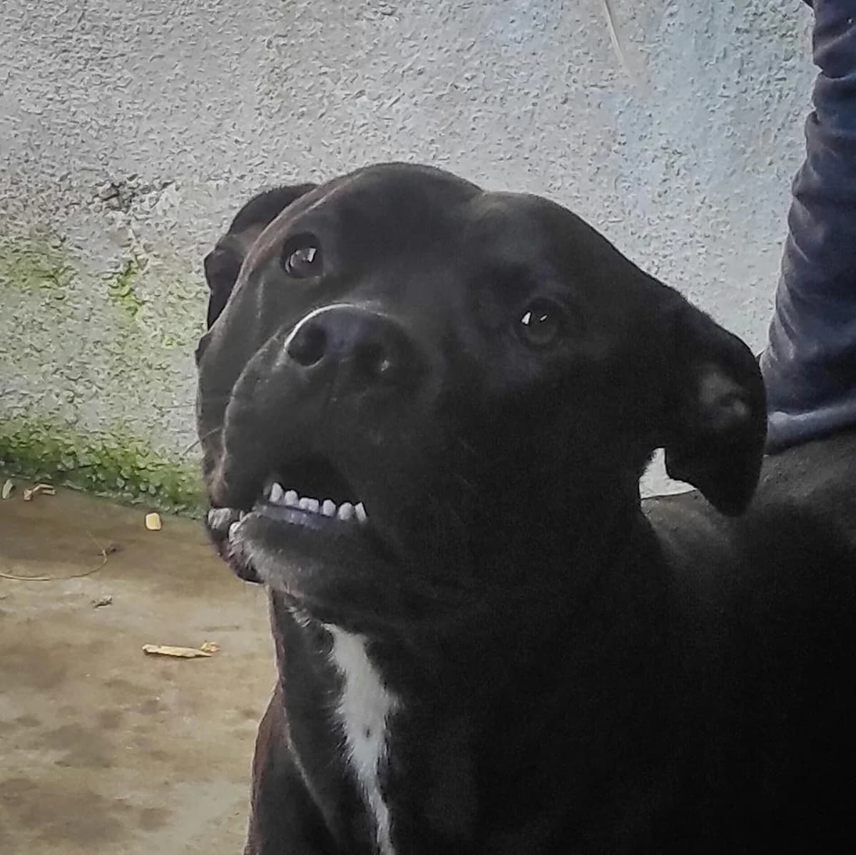 BLU,  4yo Mixed Breed for adoption at Canile di Trento