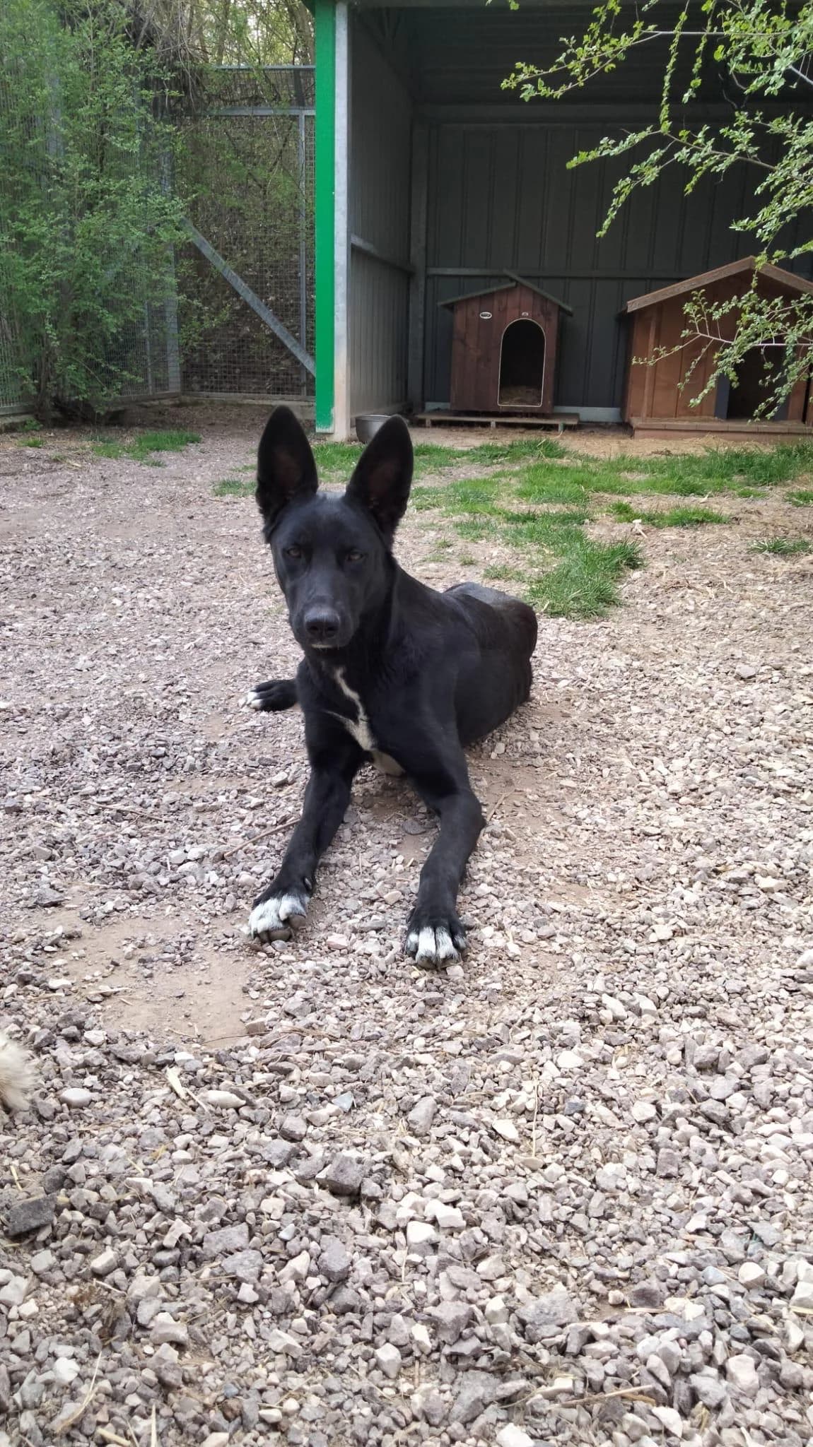 FEBE, puppy Cane Corso for adoption at Canile di Trento