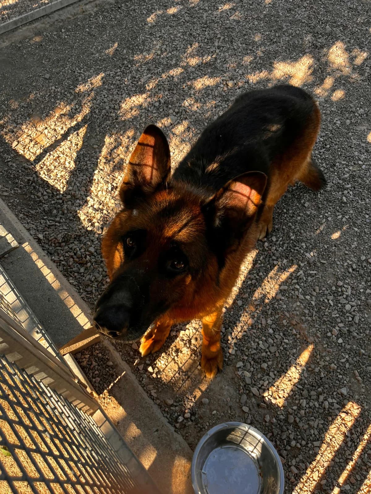 FEDOK, female 5yo German Shepherd for adoption at Canile di Trento