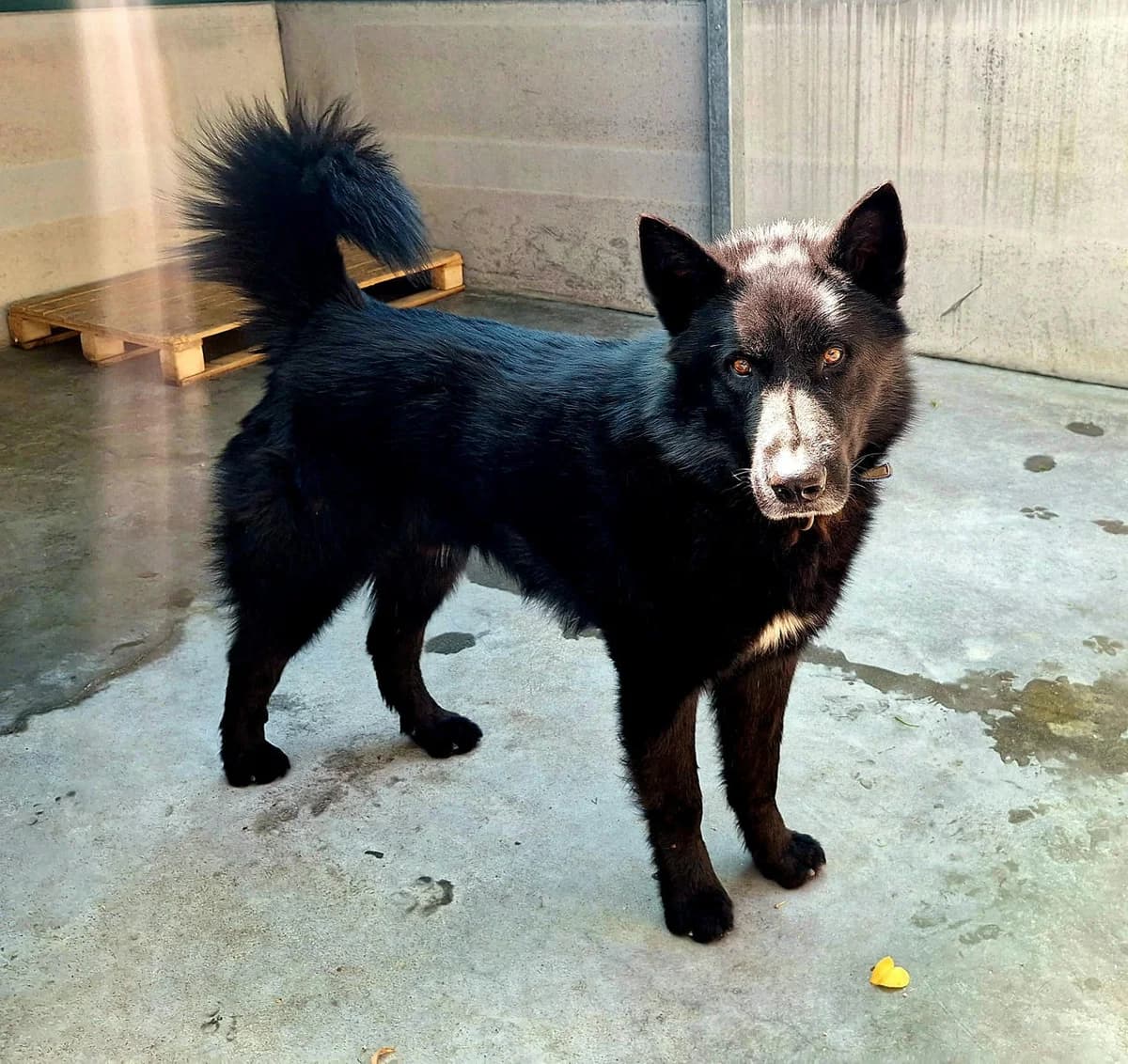 LAMPO,  4yo mixed breed for adoption at Canile di Trento
