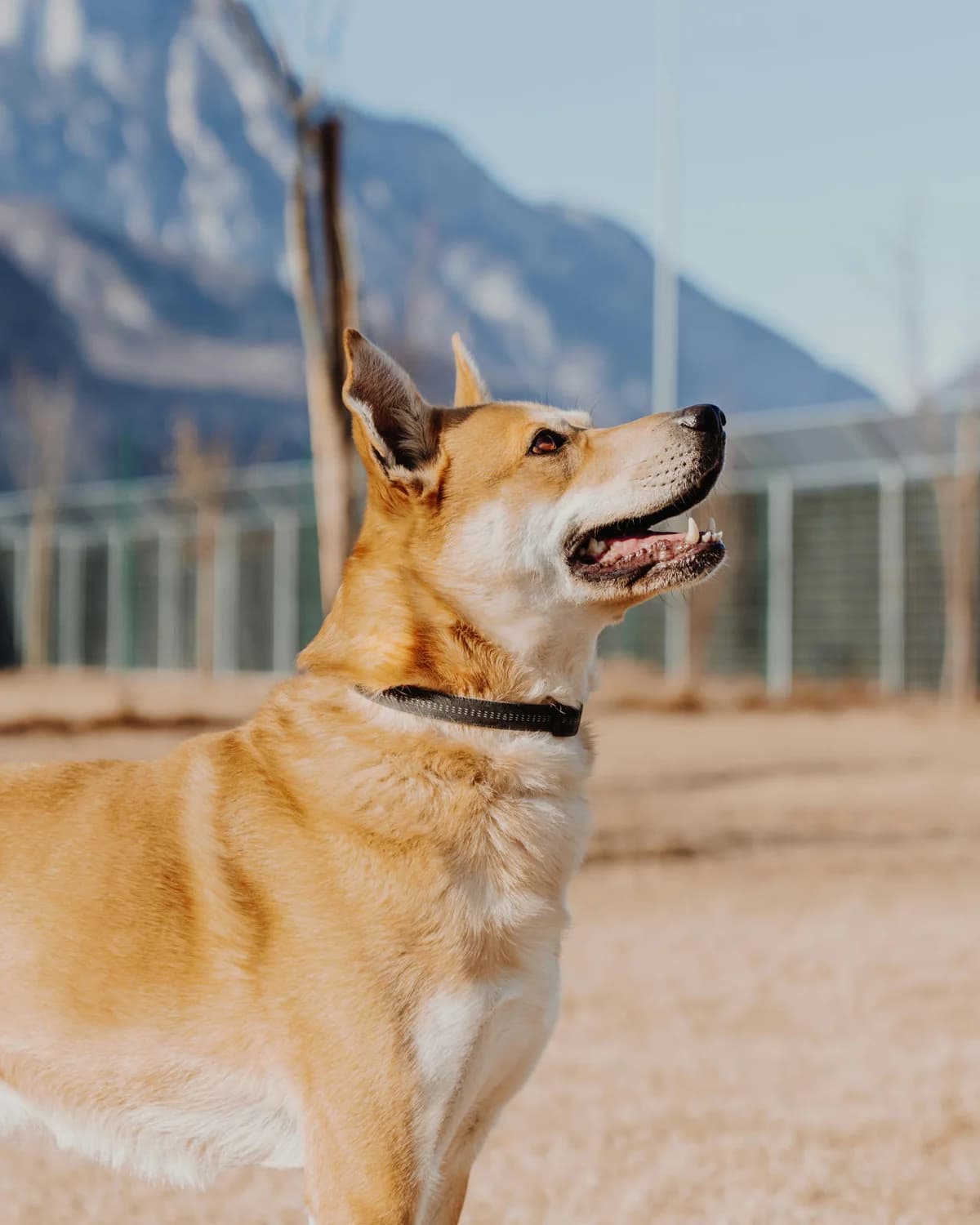 LEO,  senior Cane Corso for adoption at Canile di Trento