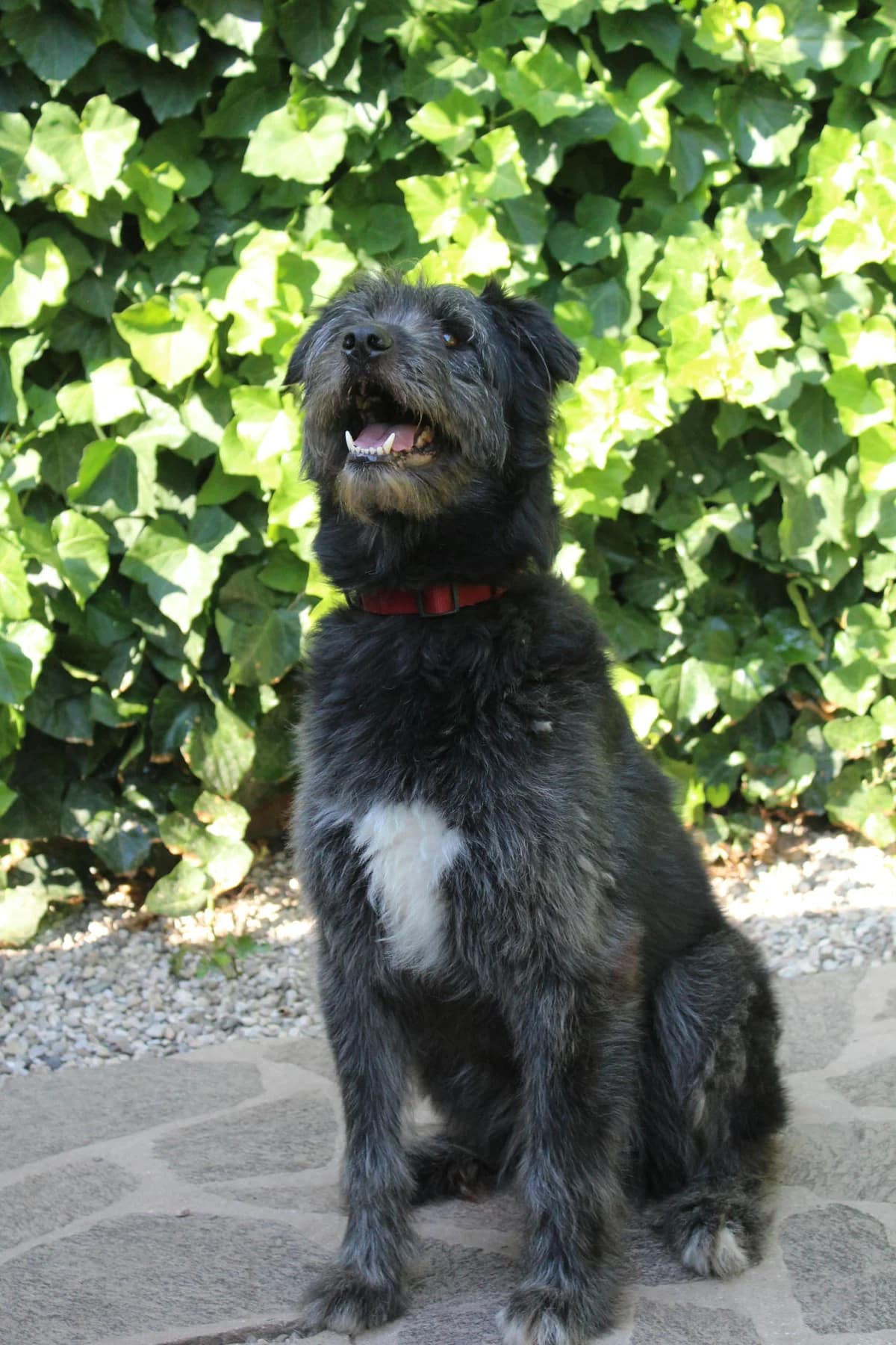 LILLI, female mixed breed for adoption at Canile di Trento