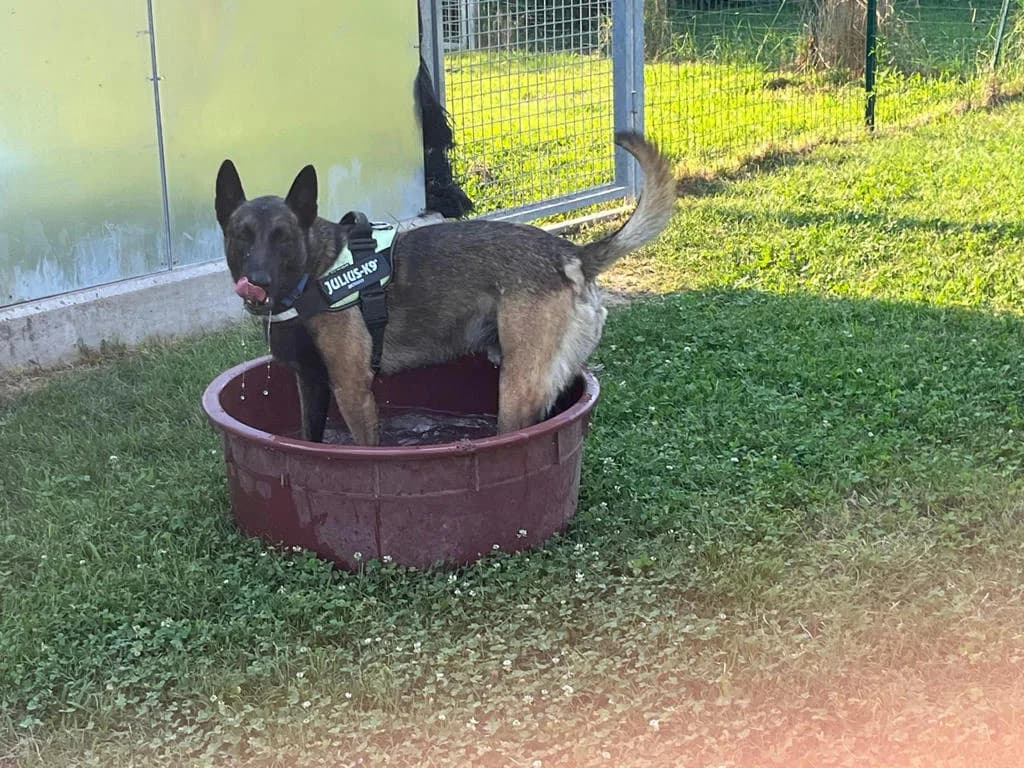 LUPIN,  Belgian Malinois for adoption at Canile di Trento