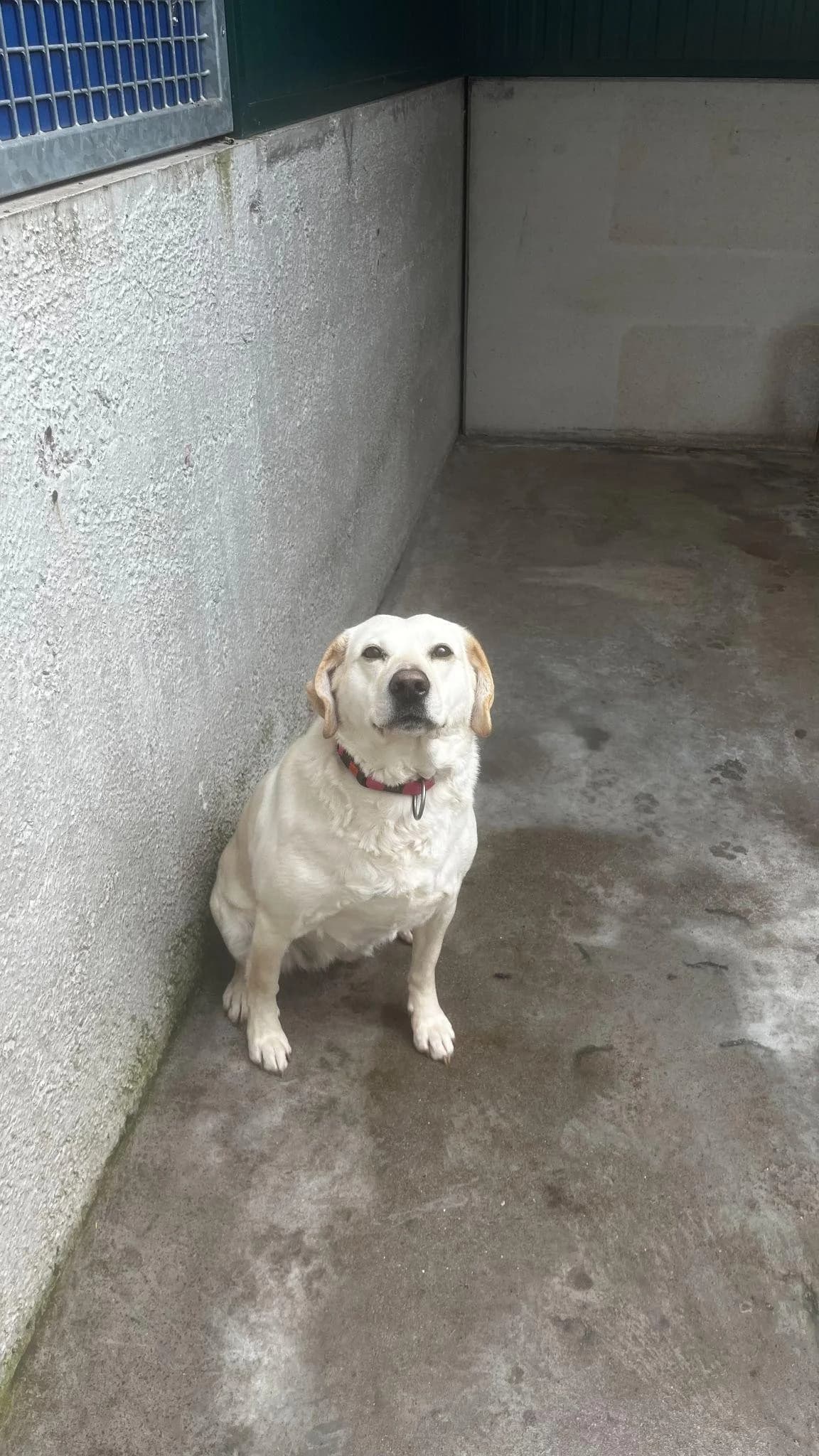 MAYA,  5yo Mixed Breed for adoption at Canile di Trento