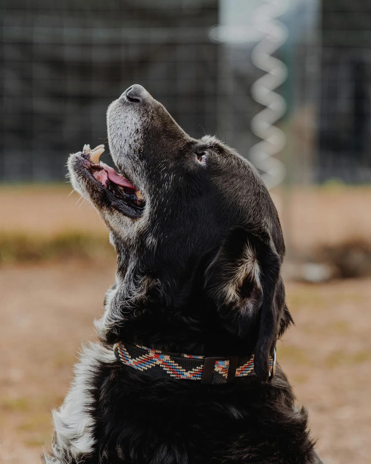 ROCKY,  senior Labrador Retriever for adoption at Canile di Trento