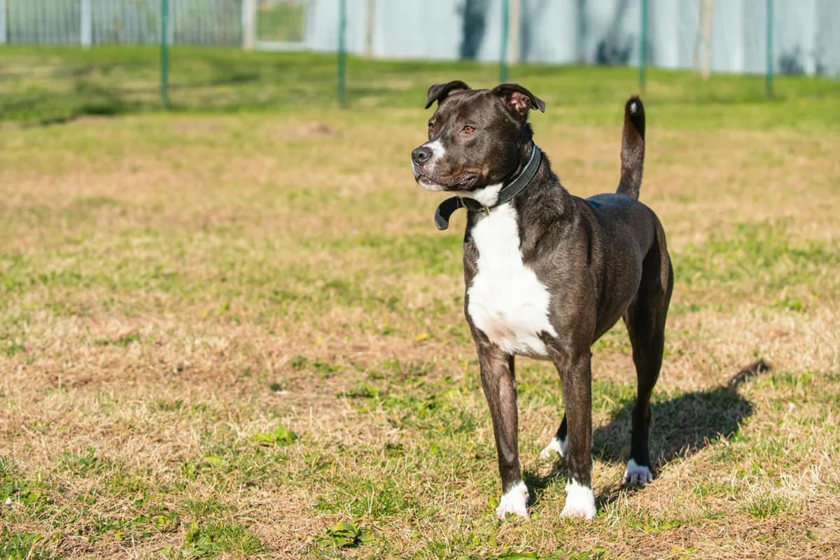 ROMEO,  senior Pit Bull Terrier for adoption at Canile di Trento