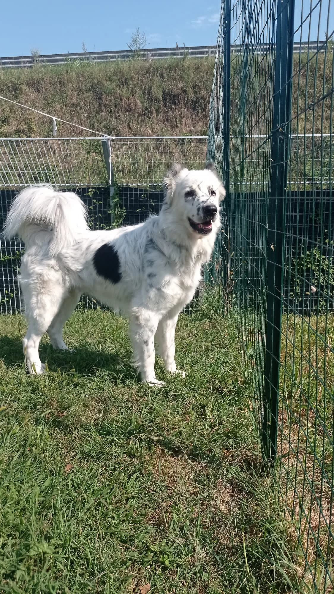 SIMBA,  7yo Cane Corso for adoption at Canile di Trento
