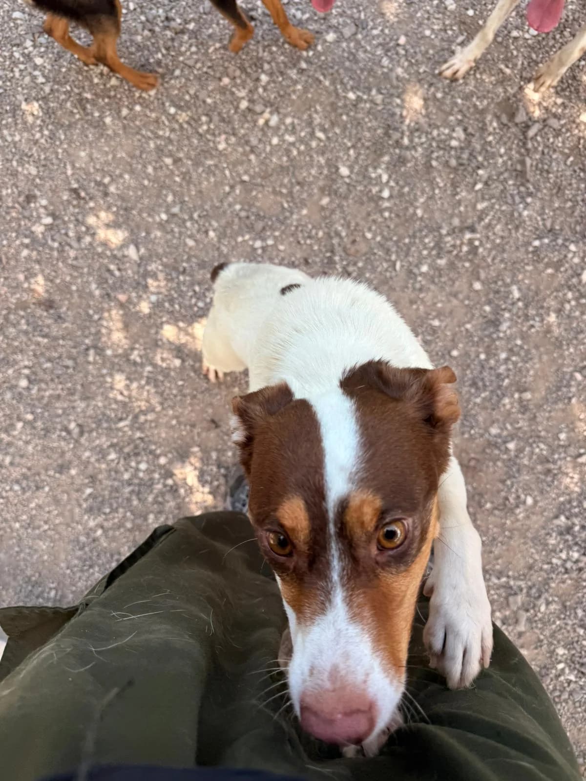 TAKOA, male young Mixed Breed for adoption at Canile di Trento