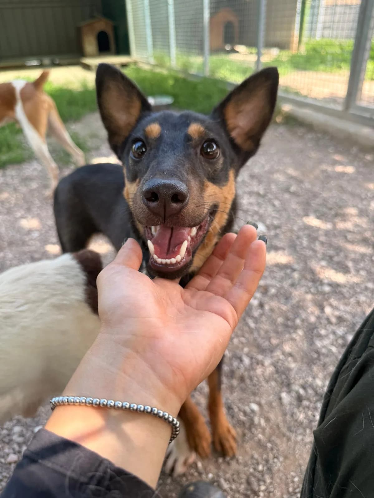 TEA, female young Mixed Breed for adoption at Canile di Trento