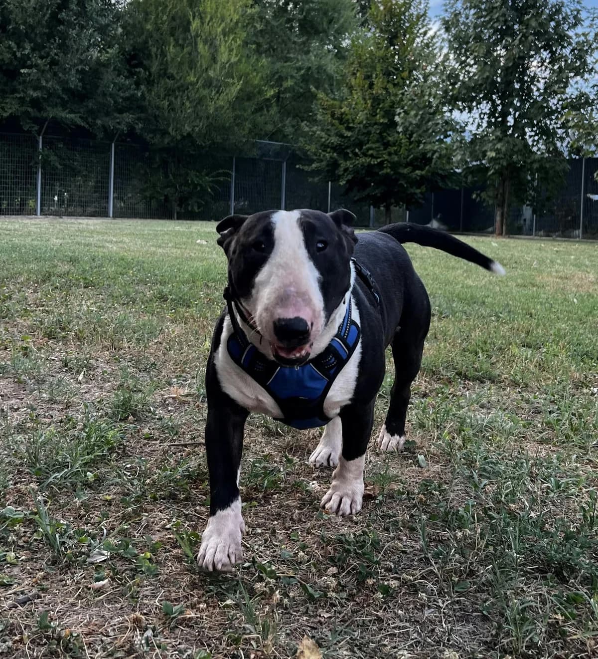 ZEUS, female 4yo Bull Terrier for adoption at Canile di Trento